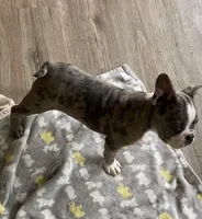 Merle, a male Frenchton for sale in Johnson, VT – 1 of 7