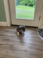 Clyde, a male English Bulldog for sale in Johnson, VT – 7 of 9