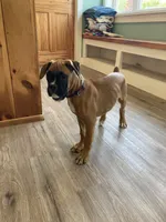 Blue Collar, a female Boxer for sale in Johnson, VT – 3 of 7