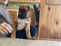 Red Collar, a female Boxer for sale in Johnson, VT – 7 of 7