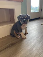 Clyde, a male English Bulldog for sale in Johnson, VT – 8 of 9