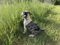 Female, a female English Bulldog and French Bulldog for sale in Johnson, VT – 2 of 4