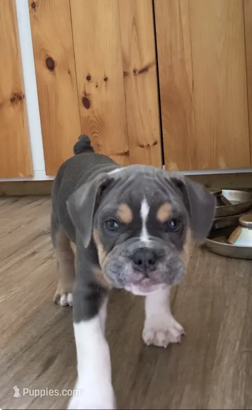 Clyde – English Bulldog puppy for sale in Johnson, VT