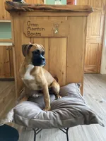 Blue Collar, a female Boxer for sale in Johnson, VT – 5 of 7