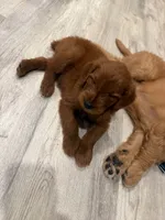 Chocolate , a female Goldendoodle for sale in Jamul, CA – 4 of 4