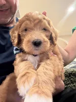 Simba, a male Goldendoodle for sale in Jamul, CA – 2 of 2