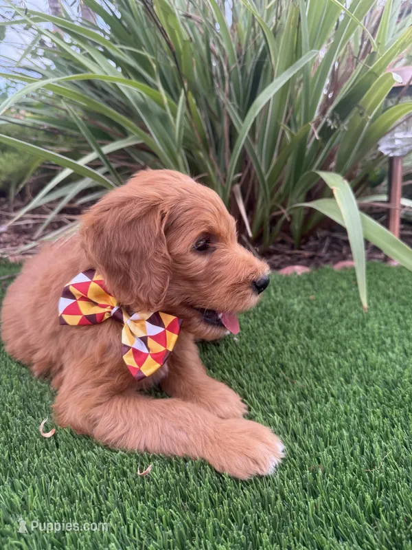 Expresso – Goldendoodle puppy for sale in Jamul, CA