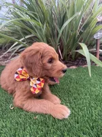 Expresso, a male Goldendoodle for sale in Jamul, CA – 1 of 1