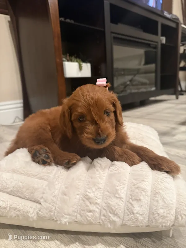 Chocolate  – Goldendoodle puppy for sale in Jamul, CA