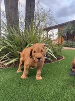 Softy, a female Goldendoodle for sale in Jamul, CA – 1 of 1
