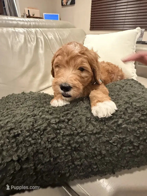Simba – Goldendoodle puppy for sale in Jamul, CA
