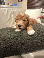 Simba, a male Goldendoodle for sale in Jamul, CA – 1 of 2