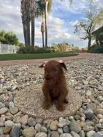 Chocolate , a female Goldendoodle for sale in Jamul, CA – 3 of 4