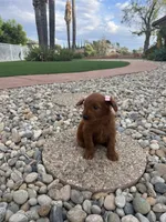 Chocolate , a female Goldendoodle for sale in Jamul, CA – 2 of 4