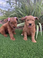 Maple, a female Goldendoodle for sale in Jamul, CA – 2 of 2
