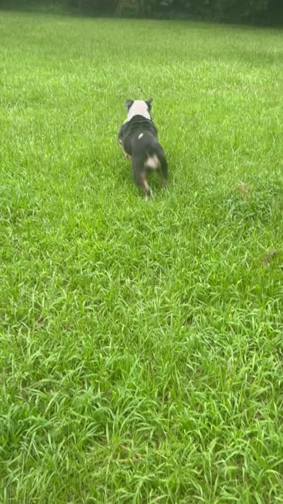 Elvi Grace, a female Olde English Bulldogge for sale in Talladega, AL – 6 of 6