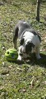 Elvi Grace, a female Olde English Bulldogge for sale in Talladega, AL – 4 of 6