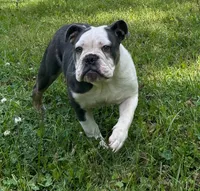 Elvi Grace, a female Olde English Bulldogge for sale in Talladega, AL – 2 of 6