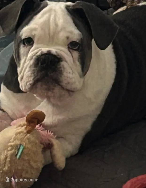 Elvi Grace – Olde English Bulldogge puppy for sale in Talladega, AL