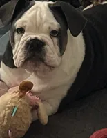 Elvi Grace, a female Olde English Bulldogge for sale in Talladega, AL – 1 of 6