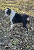 Elvi Grace, a female Olde English Bulldogge for sale in Talladega, AL – 5 of 6