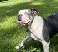 Elvi Grace, a female Olde English Bulldogge for sale in Talladega, AL – 3 of 6