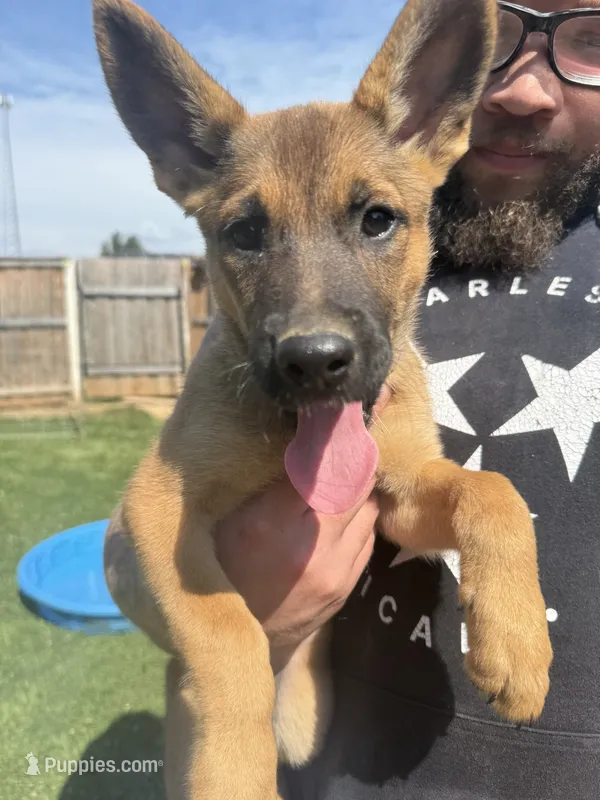 “Sig” - Lavender Collar – German Shepherd Dog, Dutch Shepherd puppy for sale in Trenton, GA