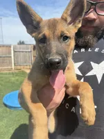 “Sig” - Lavender Collar, a female German Shepherd Dog and Dutch Shepherd for sale in Trenton, GA – 1 of 3
