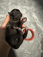AKC Belgian Malinois Puppy - Red Collar, a female Belgian Malinois for sale in Trenton, GA – 3 of 5