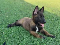 AKC Belgian Malinois - Green Collar, a male Belgian Malinois for sale in Trenton, GA – 3 of 9