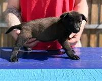 AKC Belgian Malinois - Purple Collar, a female Belgian Malinois for sale in Trenton, GA – 5 of 5