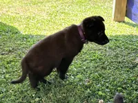 AKC Belgian Malinois - Purple Collar, a female Belgian Malinois for sale in Trenton, GA – 2 of 5