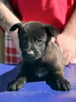 AKC Belgian Malinois - Purple Collar, a female Belgian Malinois for sale in Trenton, GA – 1 of 5