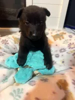 AKC Purple Collar, a female Belgian Malinois for sale in Trenton, GA – Photo 4 of 4