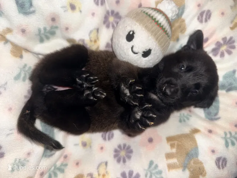 Orange Collar – Belgian Malinois puppy on hold in Trenton, GA