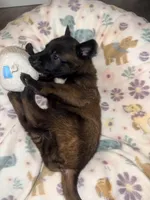 AKC - Green Collar, a male Belgian Malinois for sale in Trenton, GA – Photo 4 of 8