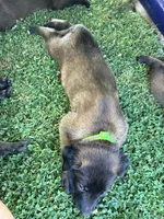 AKC Belgian Malinois - Green Collar, a male Belgian Malinois for sale in Trenton, GA – 2 of 6