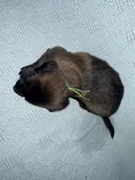 Green Collar, a male Belgian Malinois for sale in Trenton, GA – Photo 5 of 5