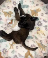 AKC - Green Collar, a male Belgian Malinois for sale in Trenton, GA – Photo 2 of 8