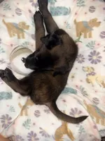 AKC - Green Collar, a male Belgian Malinois for sale in Trenton, GA – Photo 5 of 8