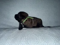 Green Collar, a male Belgian Malinois for sale in Trenton, GA – Photo 4 of 5