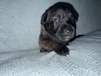 Green Collar, a male Belgian Malinois for sale in Trenton, GA – Photo 3 of 5