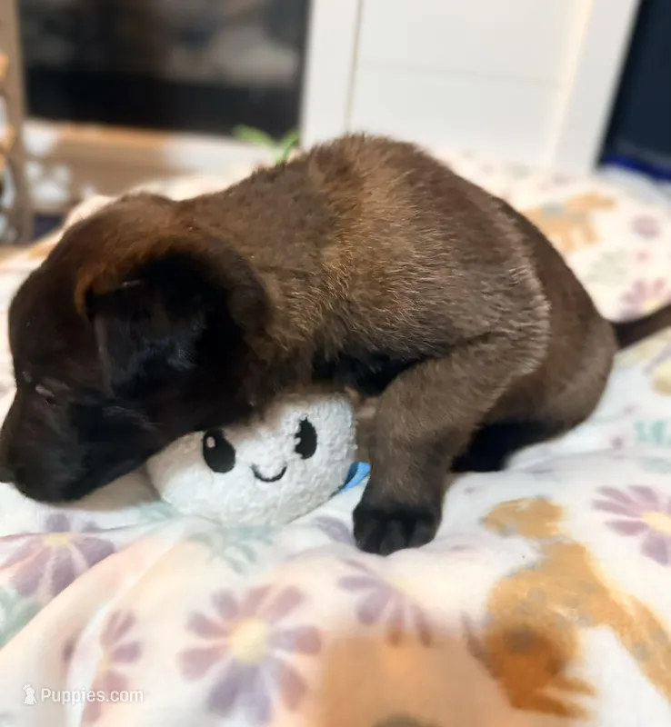 AKC - Green Collar – Belgian Malinois puppy for sale in Trenton, GA