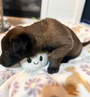 AKC - Green Collar, a male Belgian Malinois for sale in Trenton, GA – Photo 1 of 8