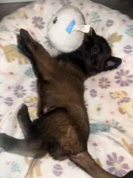 AKC - Green Collar, a male Belgian Malinois for sale in Trenton, GA – Photo 3 of 8