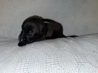 Green Collar, a male Belgian Malinois for sale in Trenton, GA – Photo 2 of 5