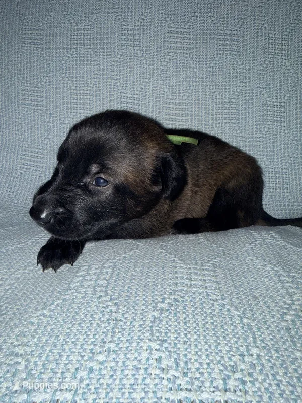 Green Collar – Belgian Malinois puppy for sale in Trenton, GA