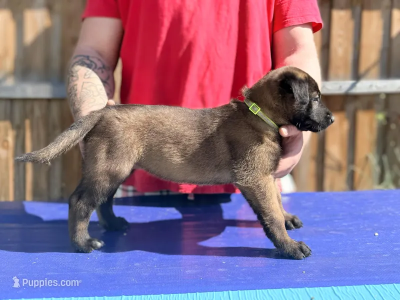 AKC Belgian Malinois - Green Collar – Belgian Malinois puppy for sale in Trenton, GA
