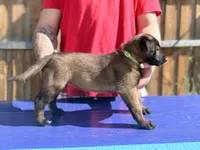 AKC Belgian Malinois - Green Collar, a male Belgian Malinois for sale in Trenton, GA – 1 of 6