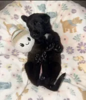 AKC Teal Collar , a female Belgian Malinois for sale in Trenton, GA – Photo 1 of 5